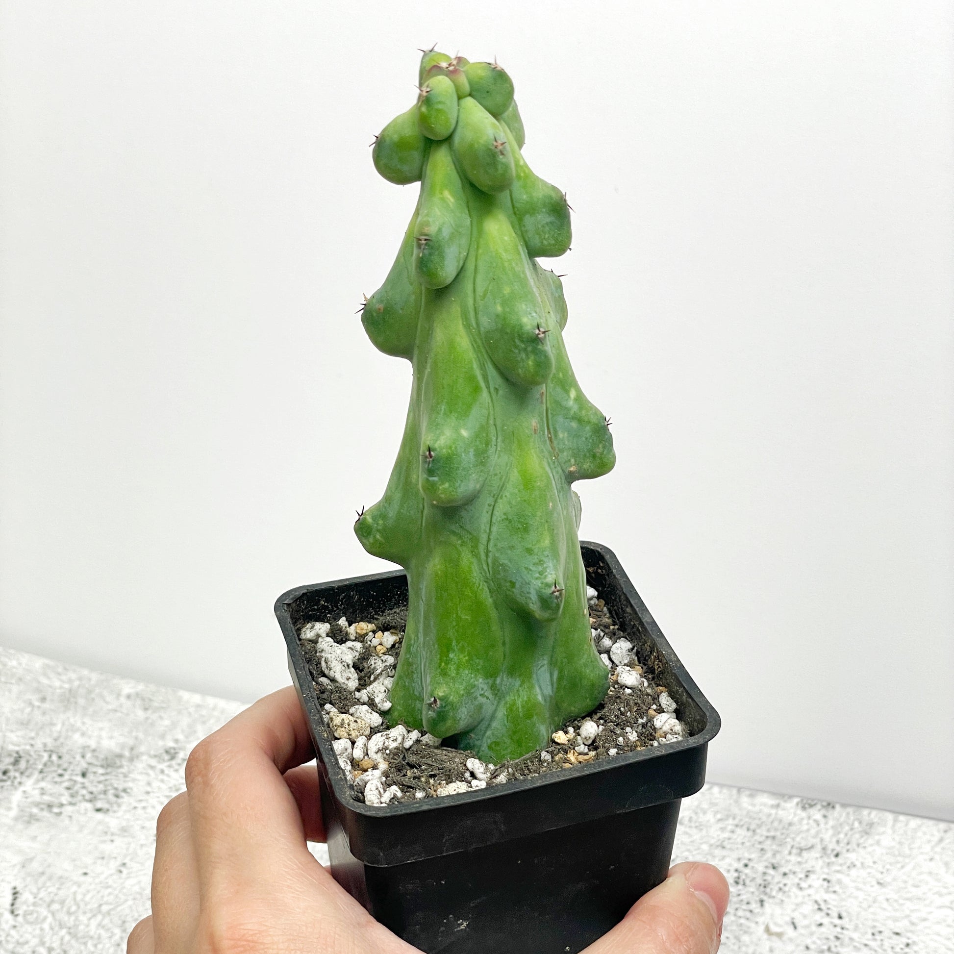 Boobie Cactus  UK- Chic Chic Plants