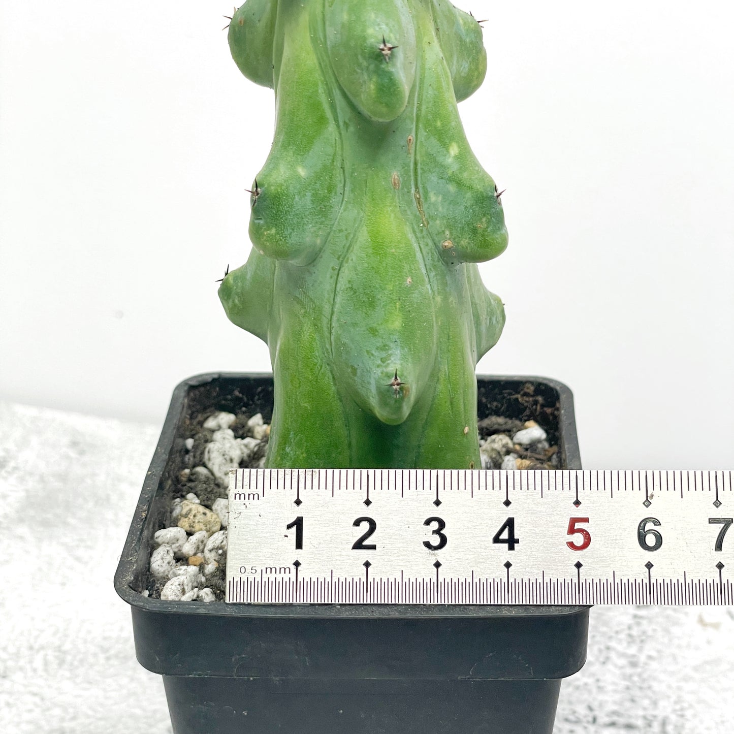 Boobie Cactus  UK- Chic Chic Plants