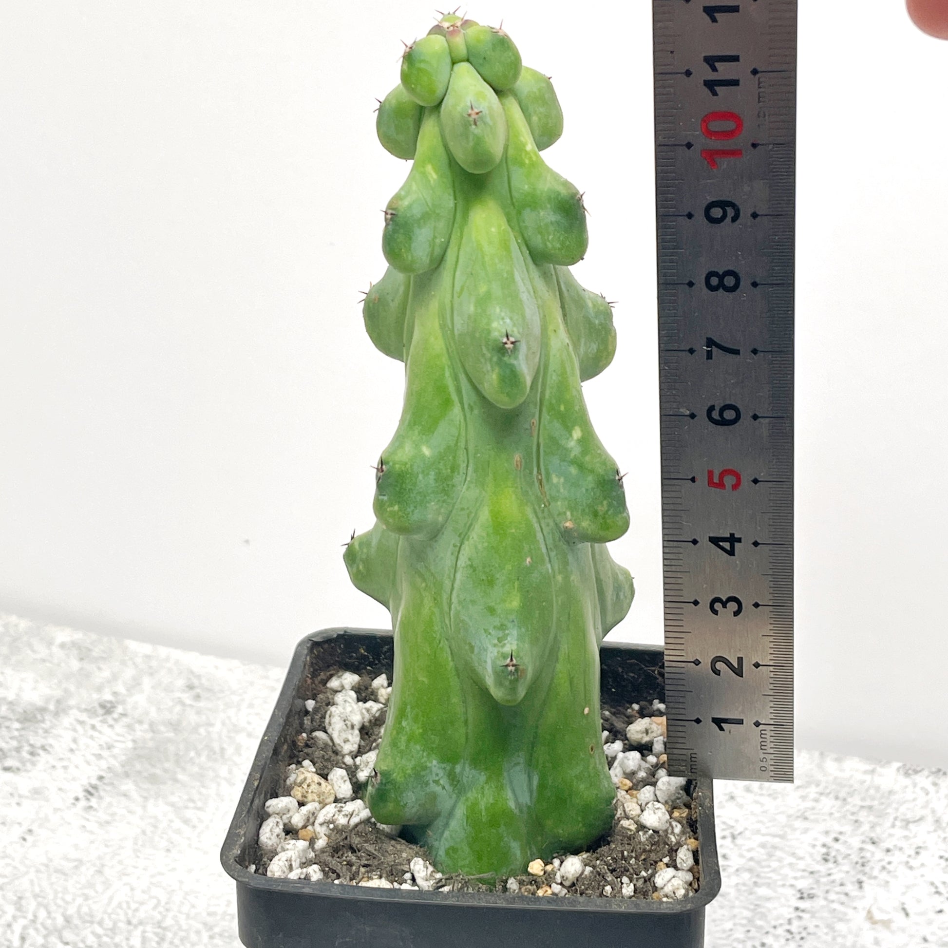 Boobie Cactus  UK- Chic Chic Plants