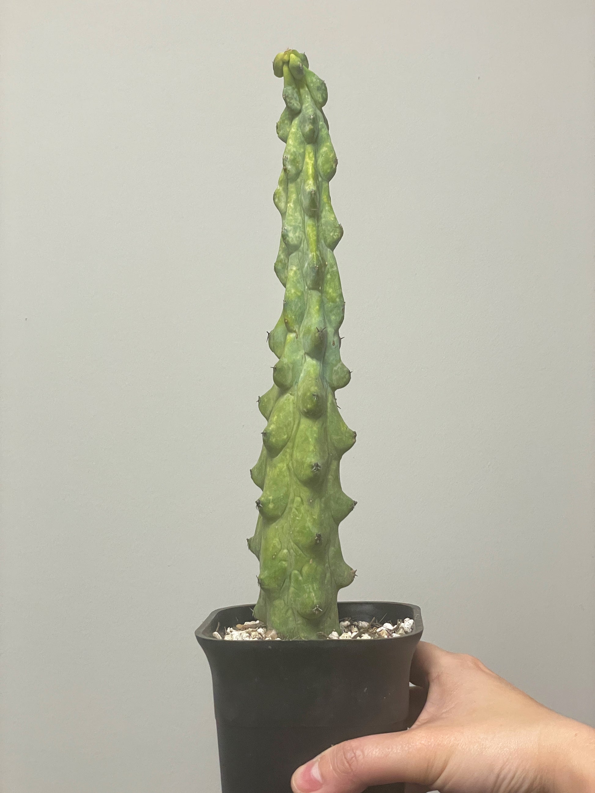 Boobie Cactus  UK- Chic Chic Plants