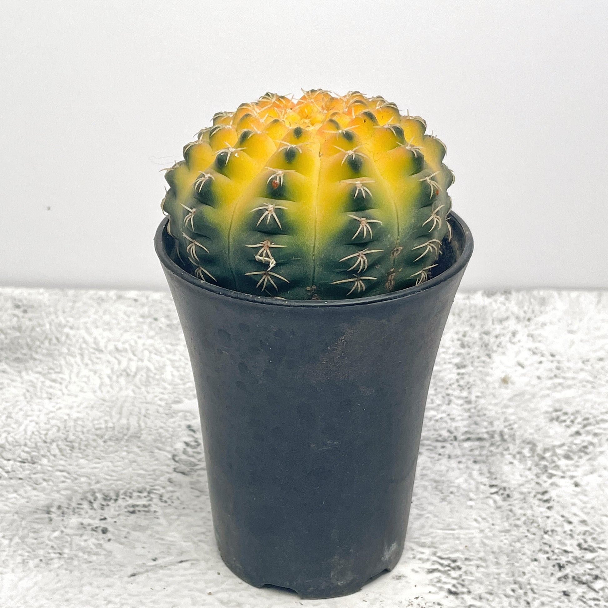 Cat Paws Cactus- Chic Chic Plants