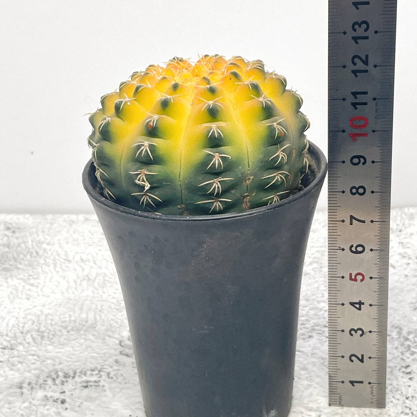 Cat Paws Cactus- Chic Chic Plants