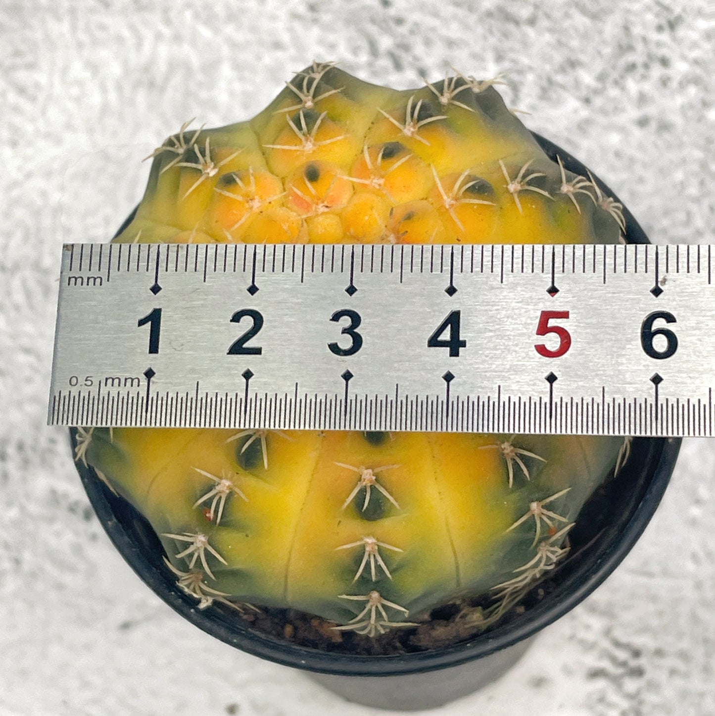 Cat Paws Cactus- Chic Chic Plants