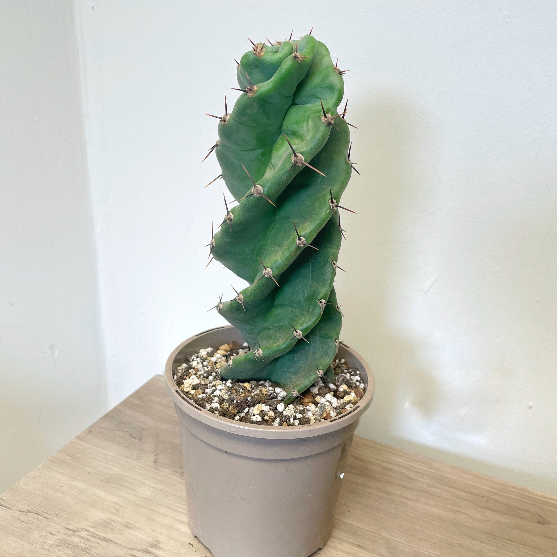 Cereus Forbesii Spiralis  Rare Spiral Cactus | 20cm+ | Bare Root  Chic  Chic Plants | Colorful Lithops & Rare Collectible Succulents & Cacti