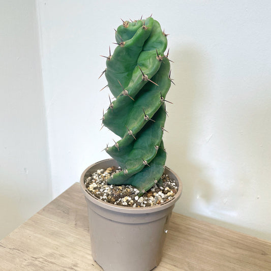 Cereus Forbesii Spiralis - 0