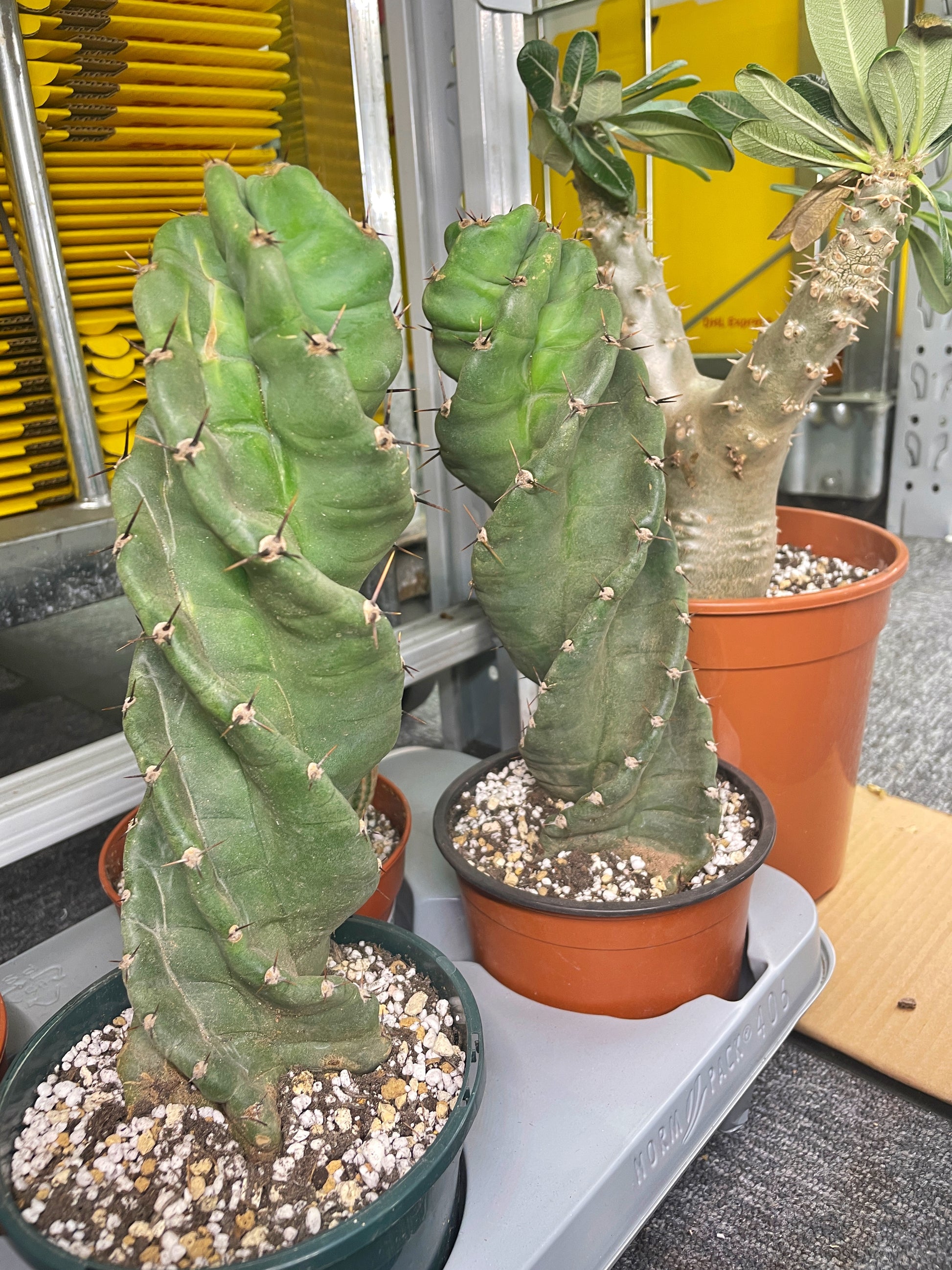 succulents cereus spiralis Cereus Forbesii Spiralis – Rare Spiral Cactus | 20cm+ | Bare Root – Chic Chic Plants