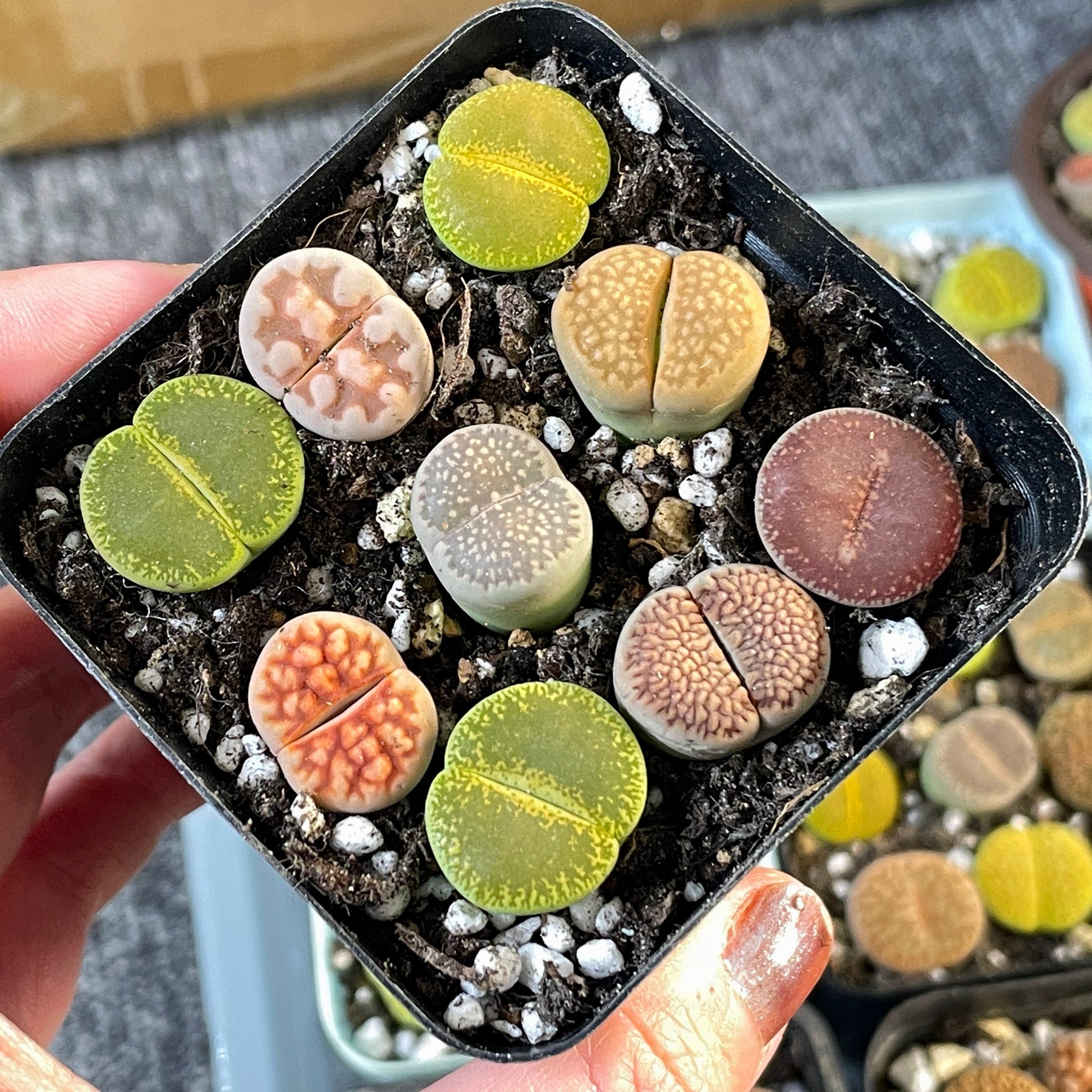 lithops and succulents 9 pcs Mixed Colourful Lthops, UniqueLiving Stones Lithops Succulents i – Chic Chic Plants