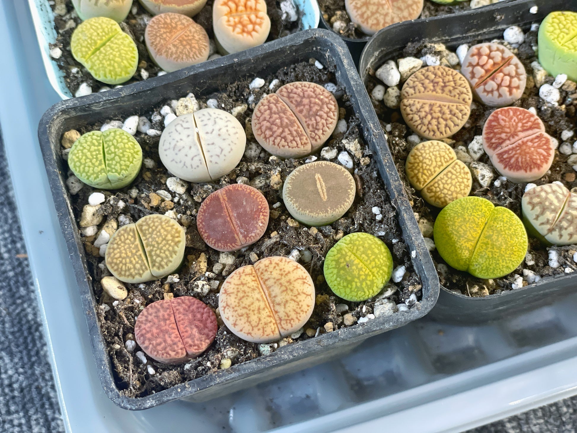 Colourful Lithops - 1