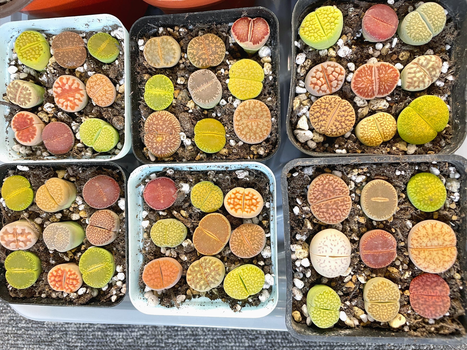 Colourful Lithops - 1