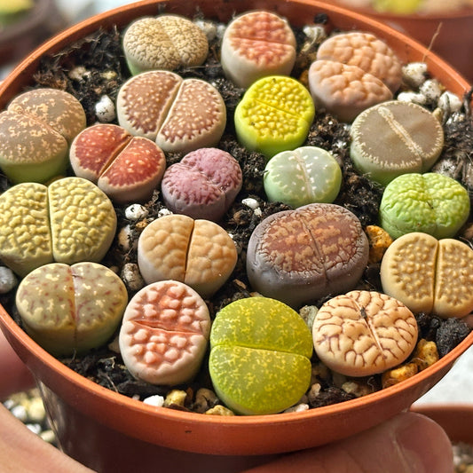Colourful Lithops - 1