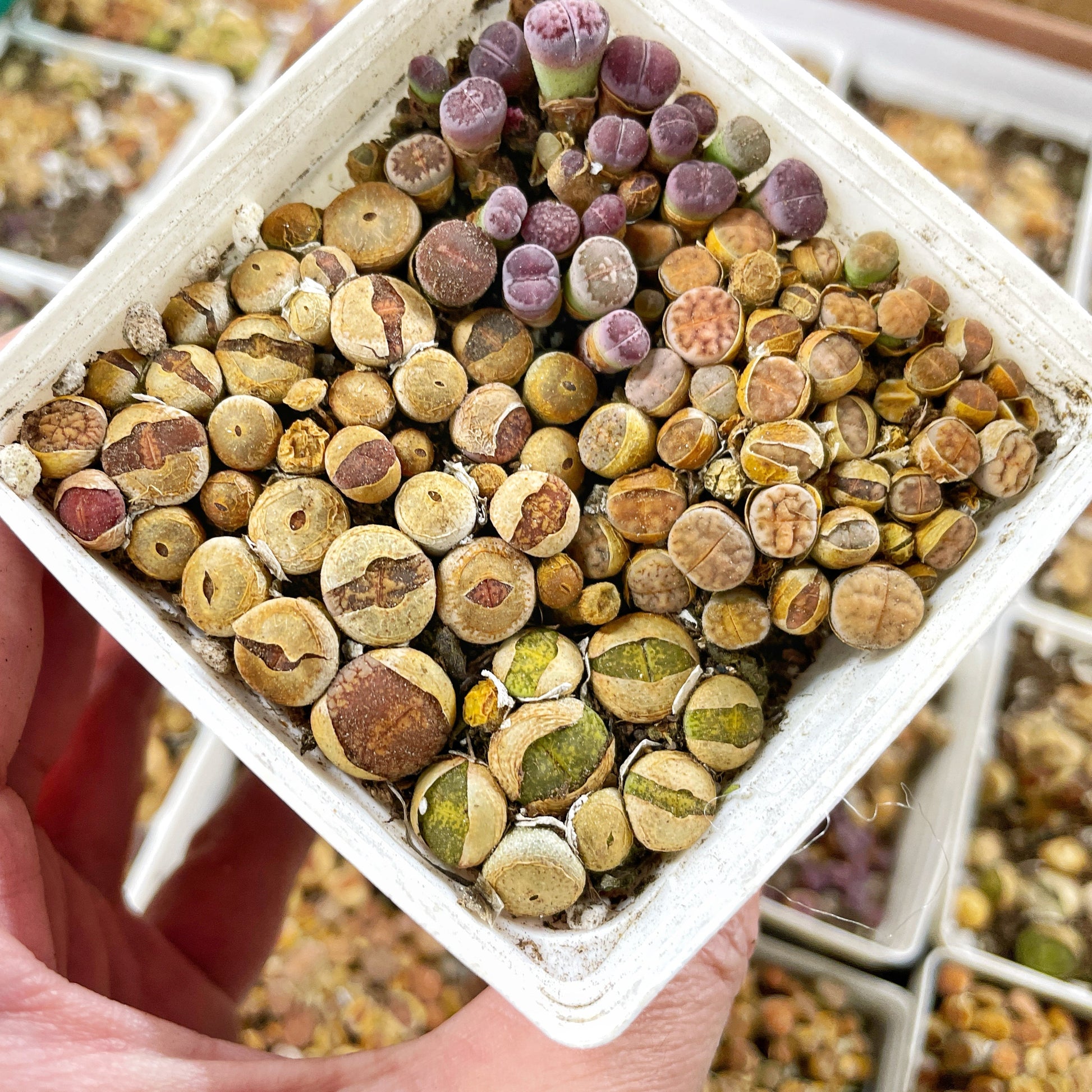 Colourful Lithops - 1