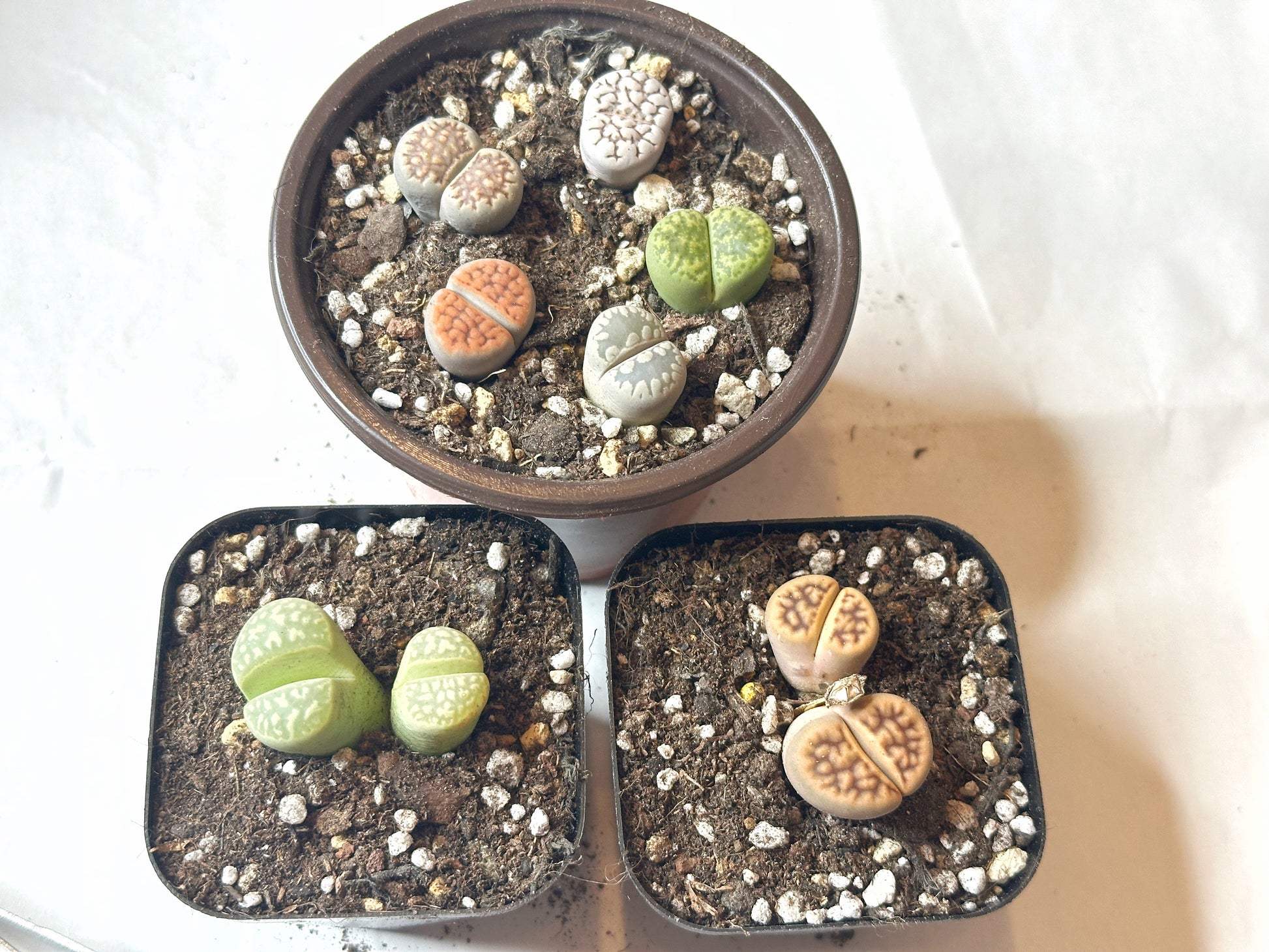 Colourful Lithops - New Starter Kit - 0