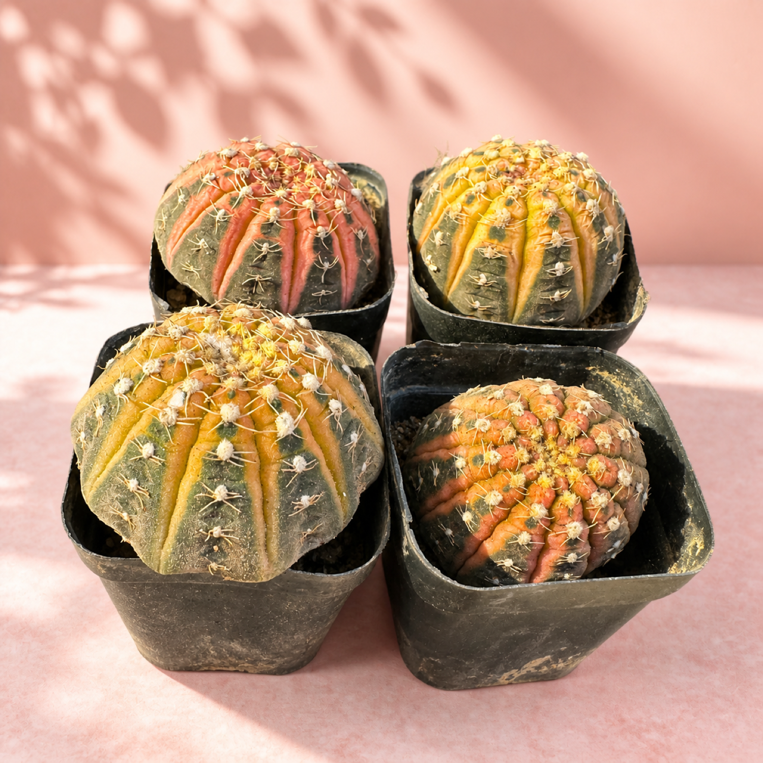 Colourful Variegated Gymnocalycium Live Cactus in 5cm Pot