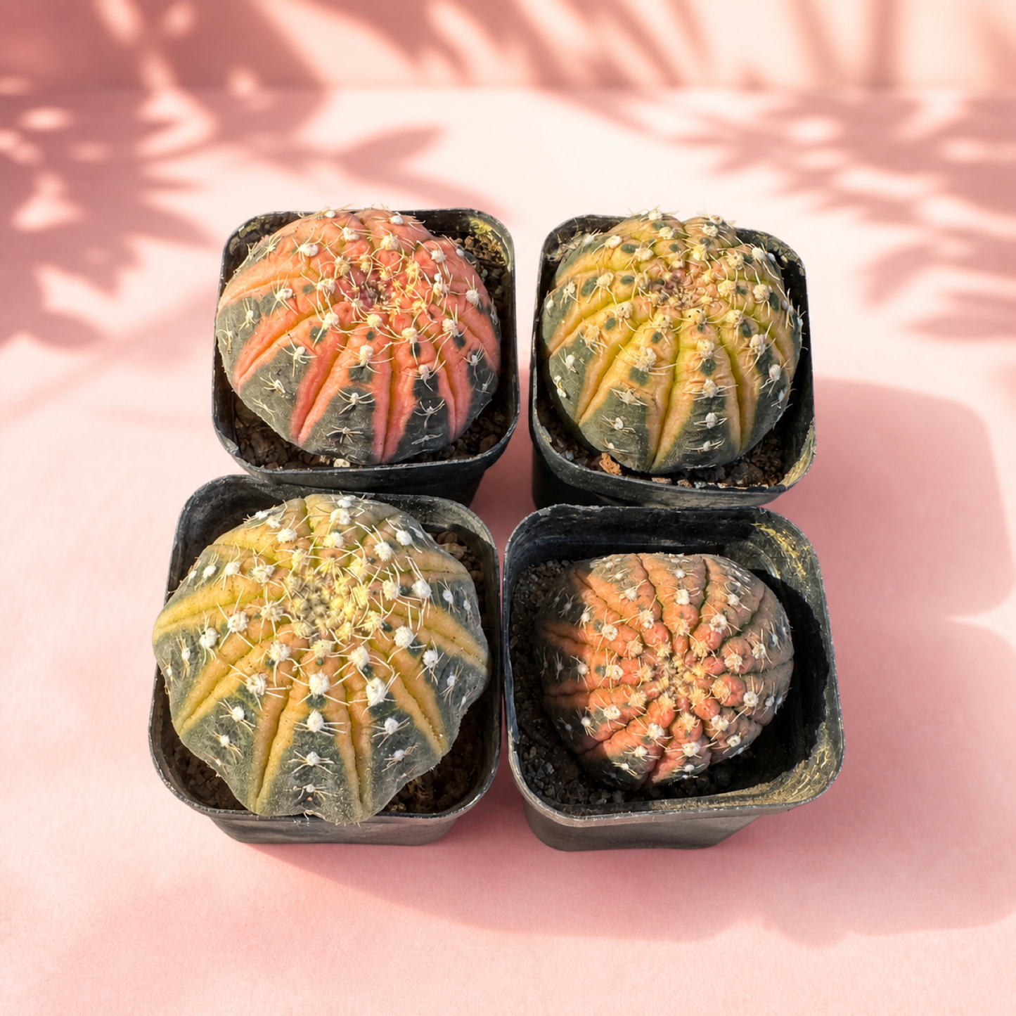 Colourful Variegated Gymnocalycium Live Cactus in 5cm Pot