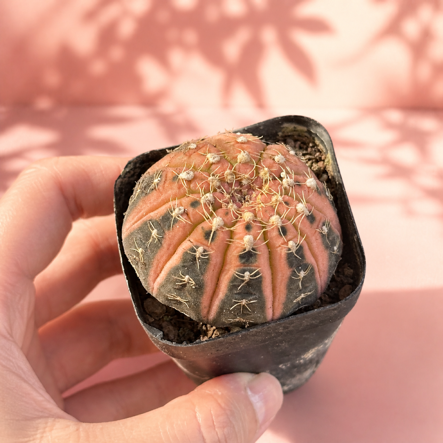 Colourful Variegated Gymnocalycium Live Cactus in 5cm Pot