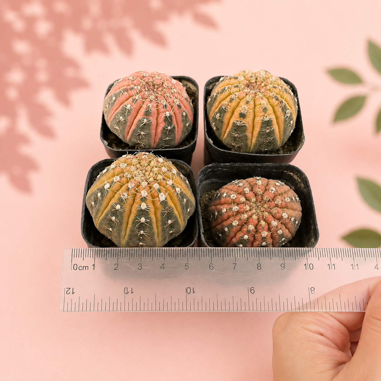 Colourful Variegated Gymnocalycium Live Cactus in 5cm Pot