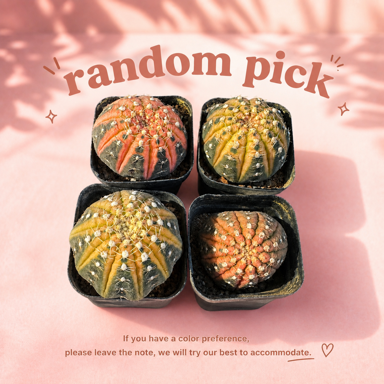 Colourful Variegated Gymnocalycium Live Cactus in 5cm Pot
