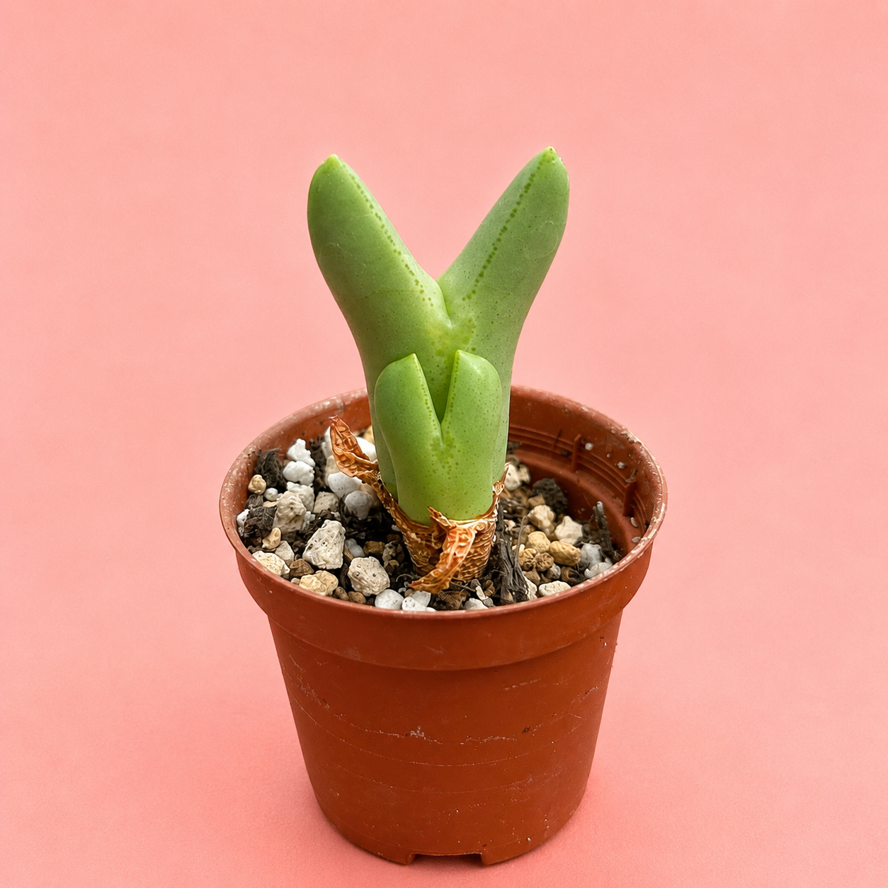 Conophytum bilobum Multi Head Living Stone Succulent Bare Root