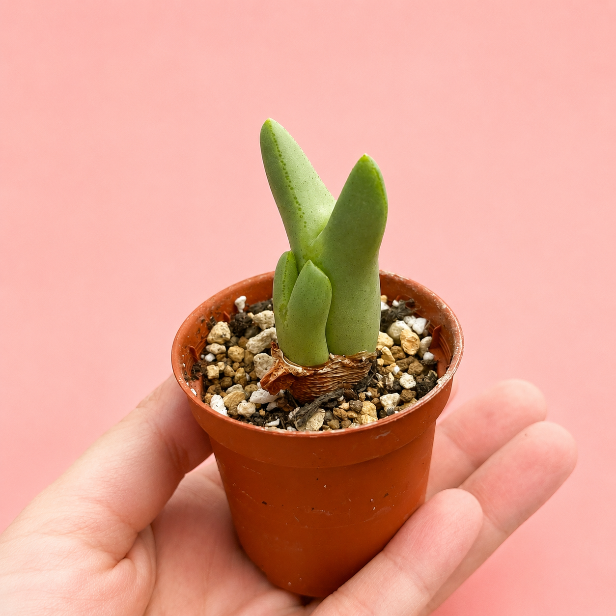Conophytum bilobum Multi Head Living Stone Succulent Bare Root