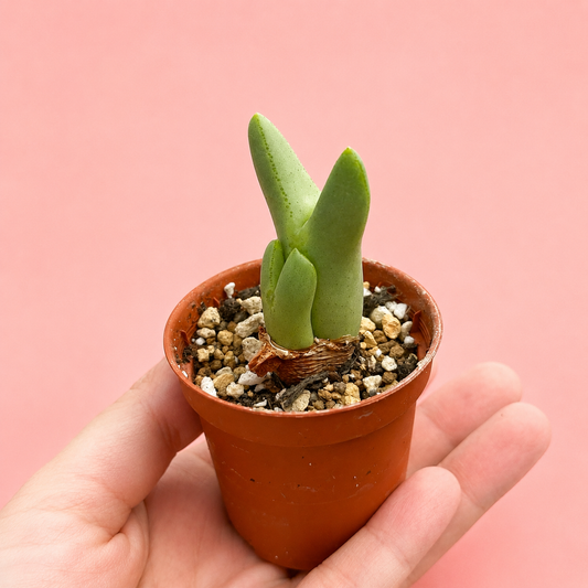 Conophytum bilobum Multi Head Living Stone Succulent Bare Root