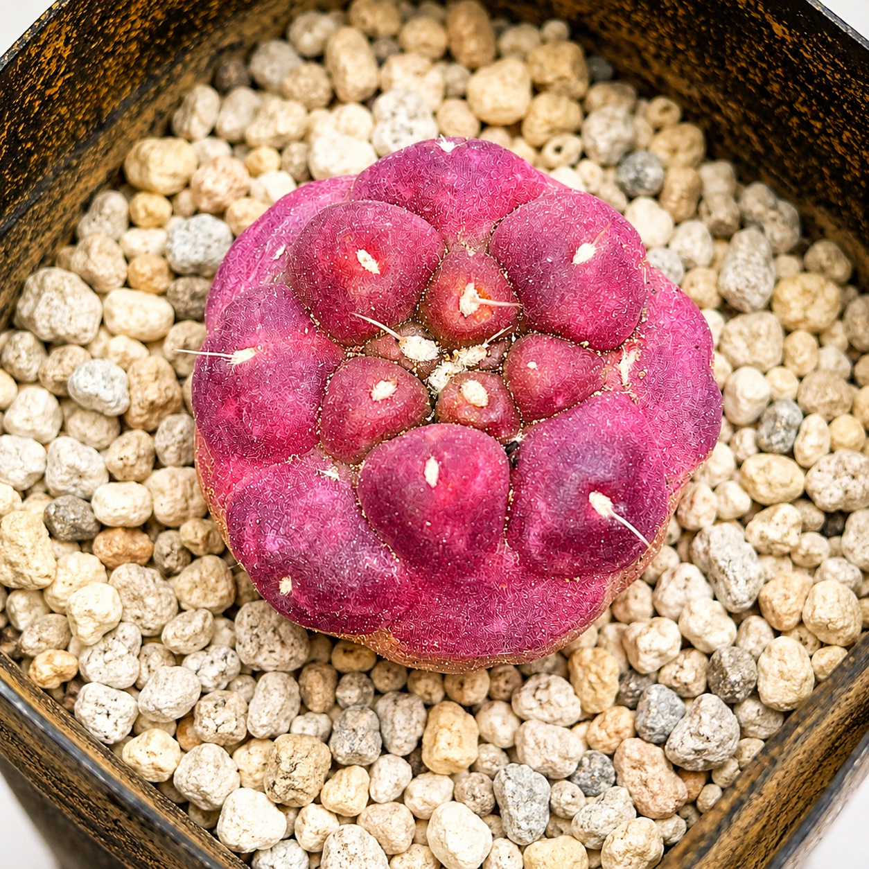 Coryphantha Elephantidens Purple | Rare Mini Purple Cactus | Collector Cactus | Live Plant 2–2.6cm
