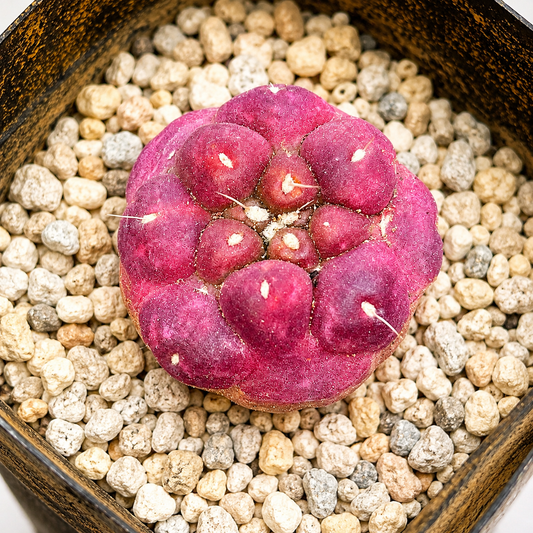 Coryphantha Elephantidens Purple | Rare Mini Purple Cactus | Collector Cactus | Live Plant 2–2.6cm
