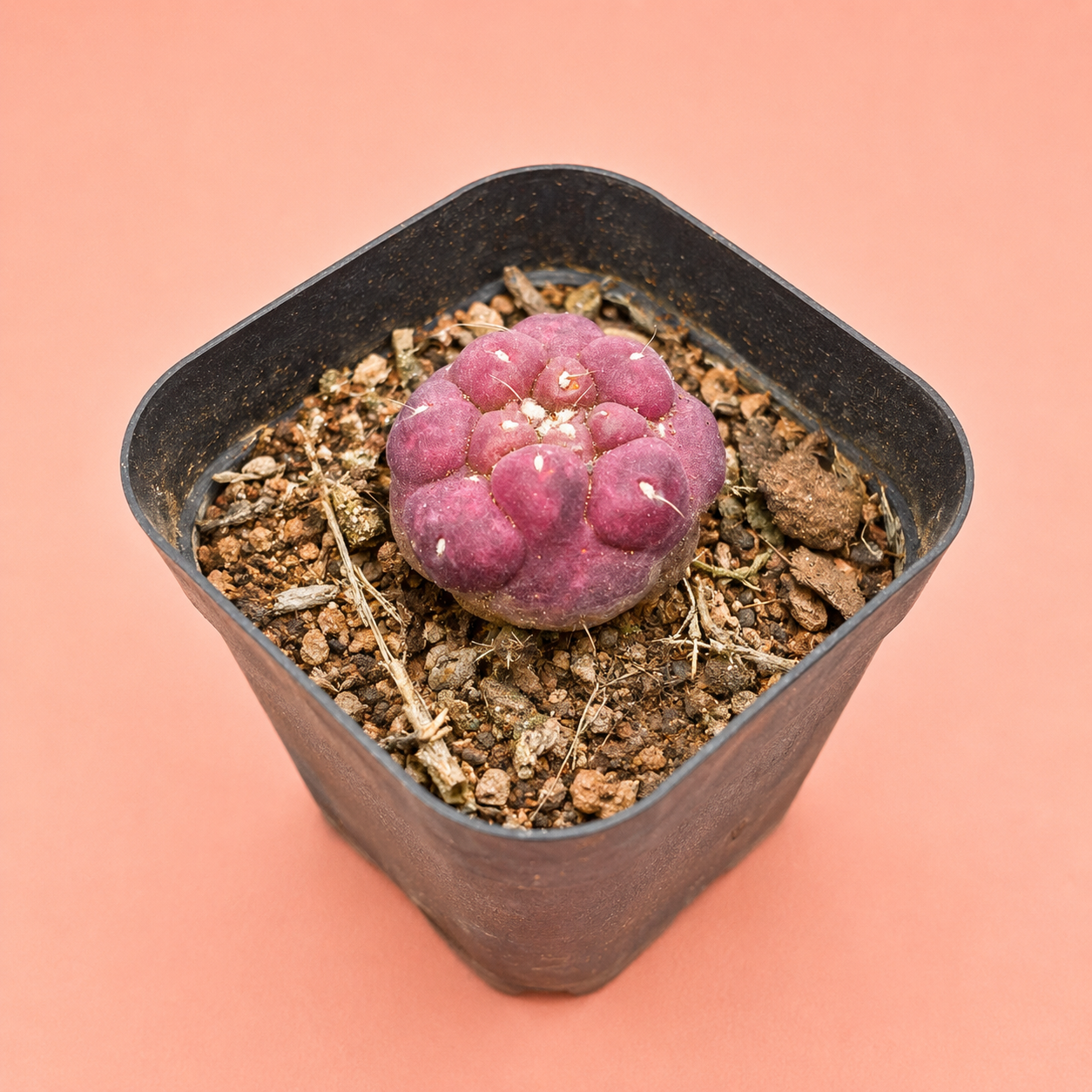 Coryphantha Elephantidens Purple | Rare Mini Purple Cactus | Collector Cactus | Live Plant 2–2.6cm
