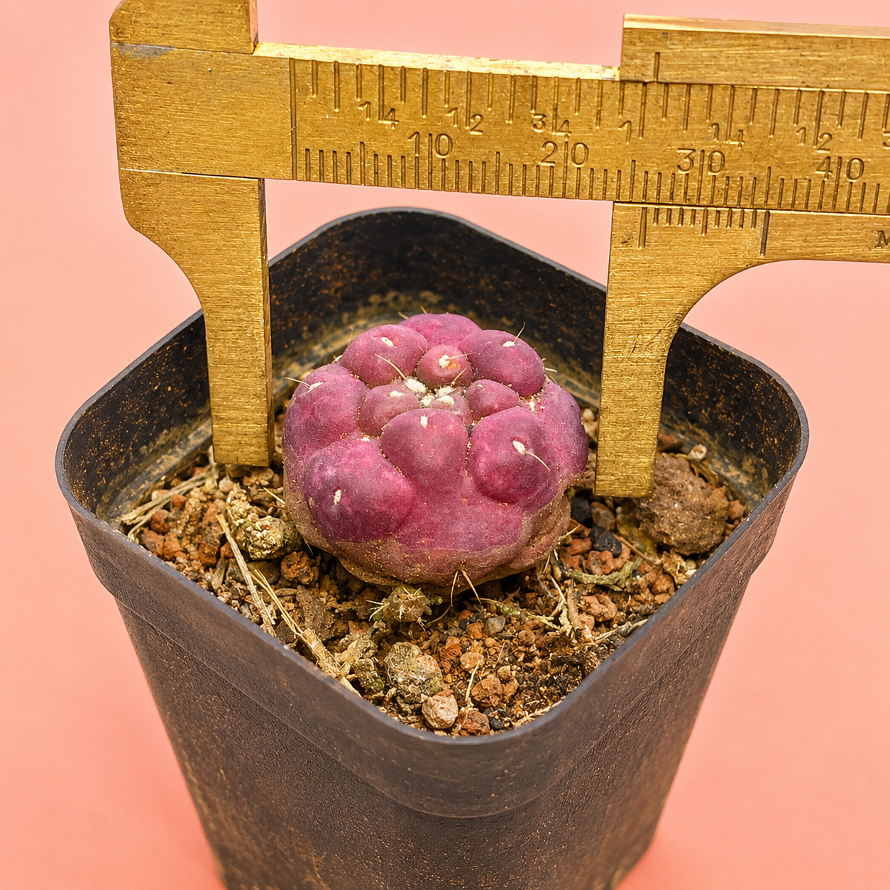 Coryphantha Elephantidens Purple | Rare Mini Purple Cactus | Collector Cactus | Live Plant 2–2.6cm

