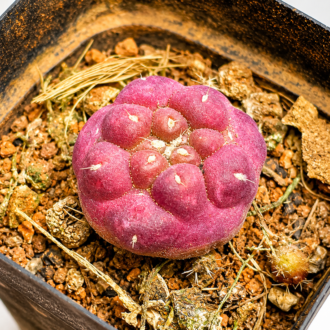 Coryphantha Elephantidens Purple | Rare Mini Purple Cactus | Collector Cactus | Live Plant 2–2.6cm
