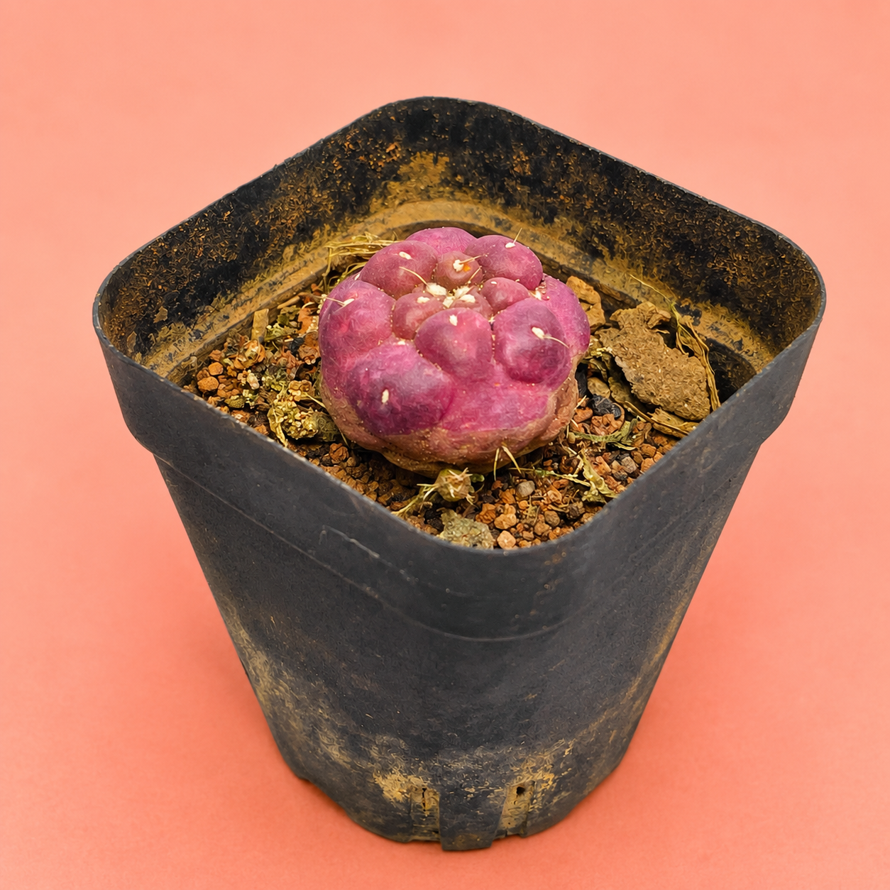 Coryphantha Elephantidens Purple | Rare Mini Purple Cactus | Collector Cactus | Live Plant 2–2.6cm
