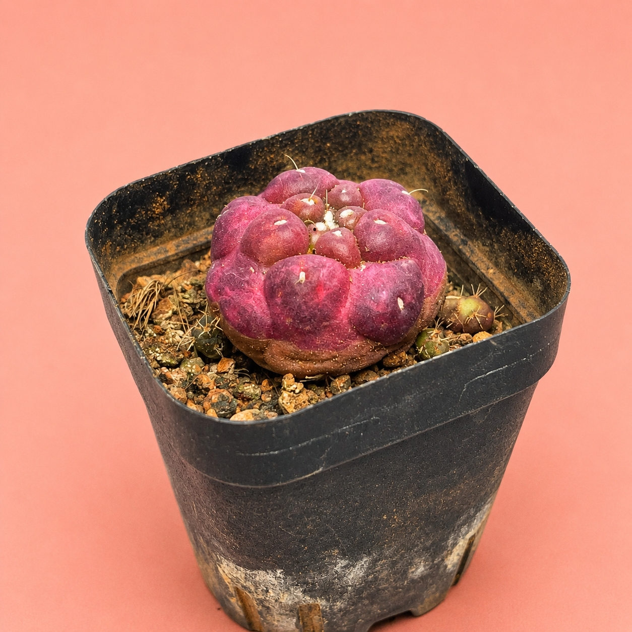 Coryphantha Elephantidens Purple | Rare Mini Purple Cactus | Collector Cactus | Live Plant 2–2.6cm
