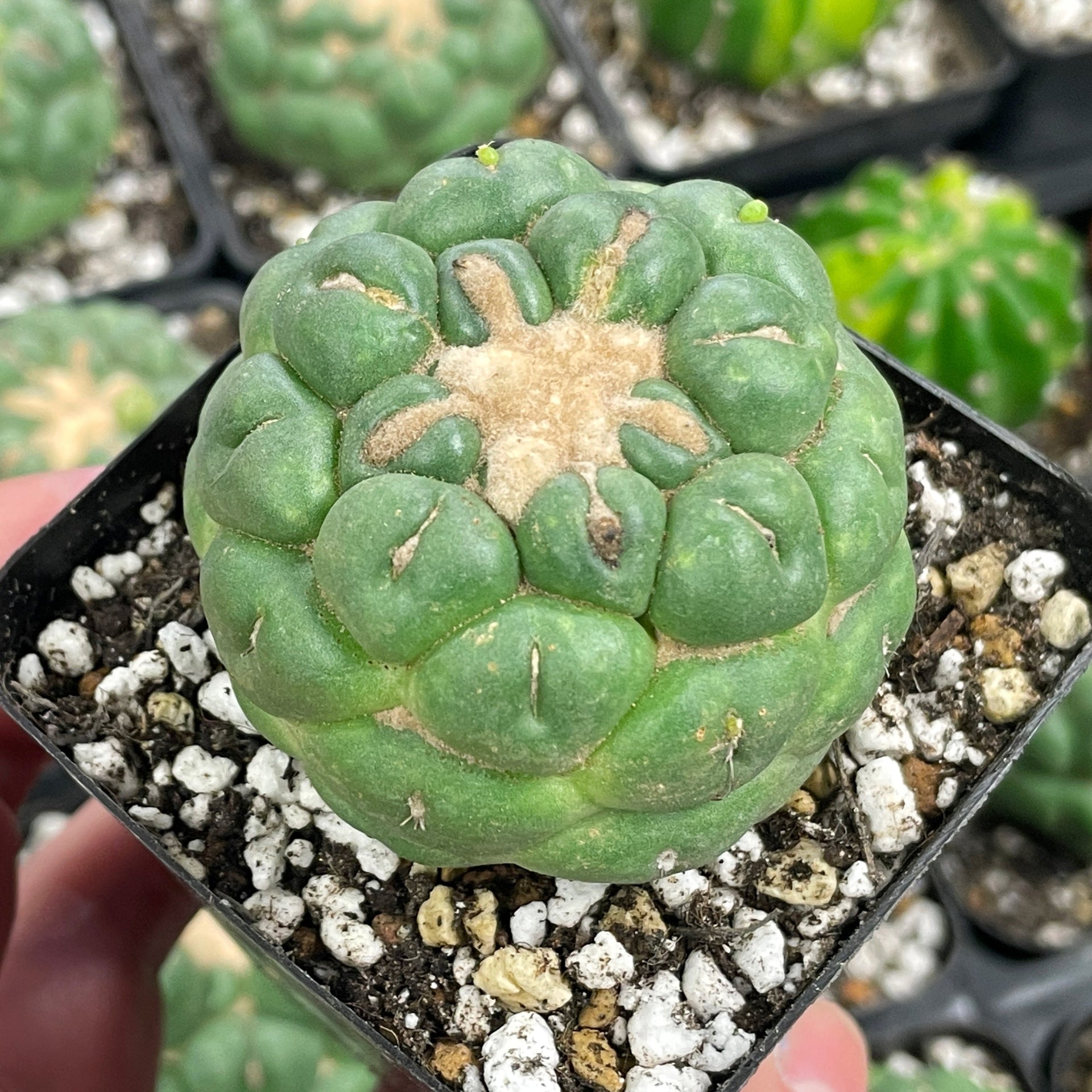 Coryphantha Elephantidens Spineless Cactus, 5-6cm, Bare Root Shipped