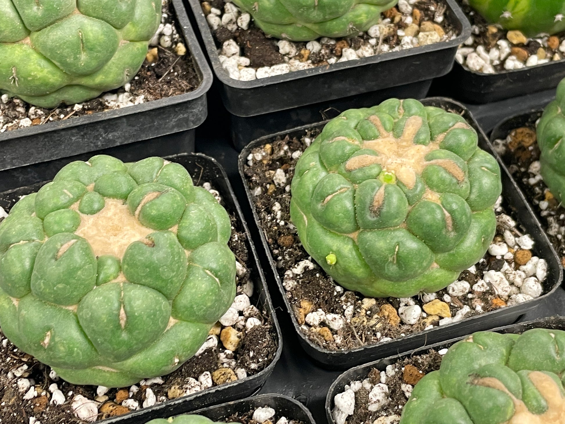 Coryphantha Elephantidens Spineless Cactus - 0