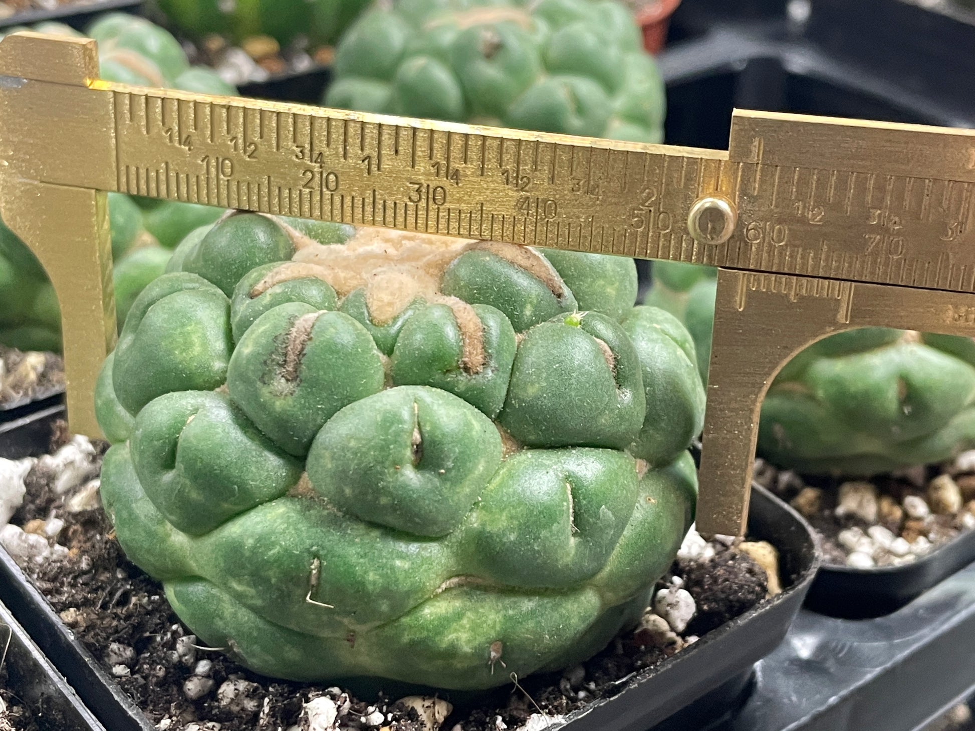 Coryphantha Elephantidens Spineless Cactus - 0