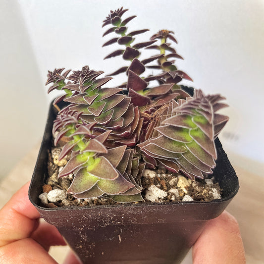 Crassula Pagoda Village - 0