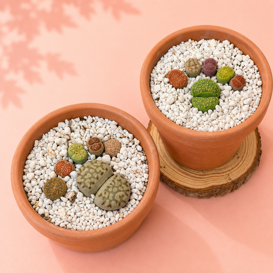 Two terracotta pots filled with white gravel and small green succulents, arranged on a peach background with one pot resting on a round wood slice coaster.
