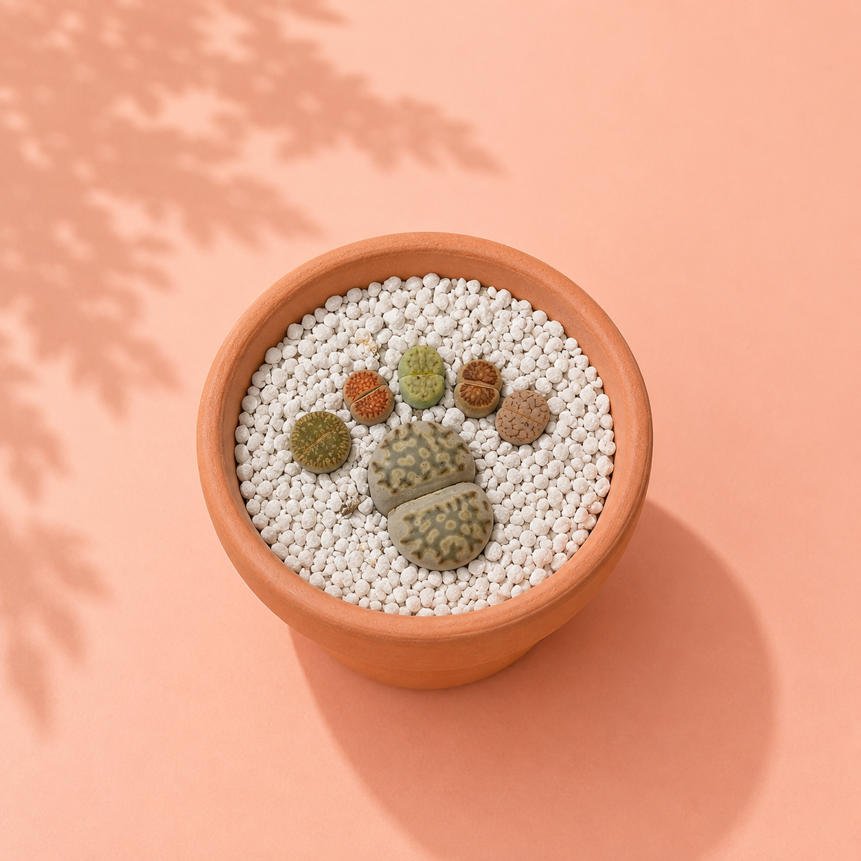 A terracotta pot filled with white pebbles and small succulent plants, photographed from above on a peach background with soft leaf shadows.