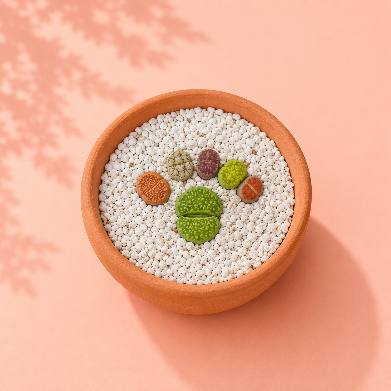 A terracotta bowl filled with white pebbles and small decorative succulent-like stones, photographed from above on a peach background with soft leaf shadows.