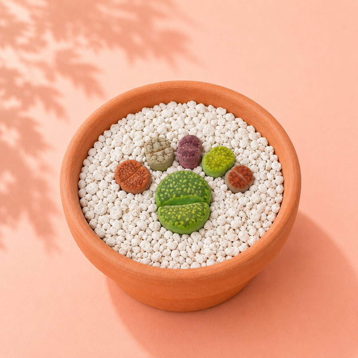 A terracotta planter filled with white pebbles and several small succulent cacti, photographed from above on a peach background with soft leaf shadows.