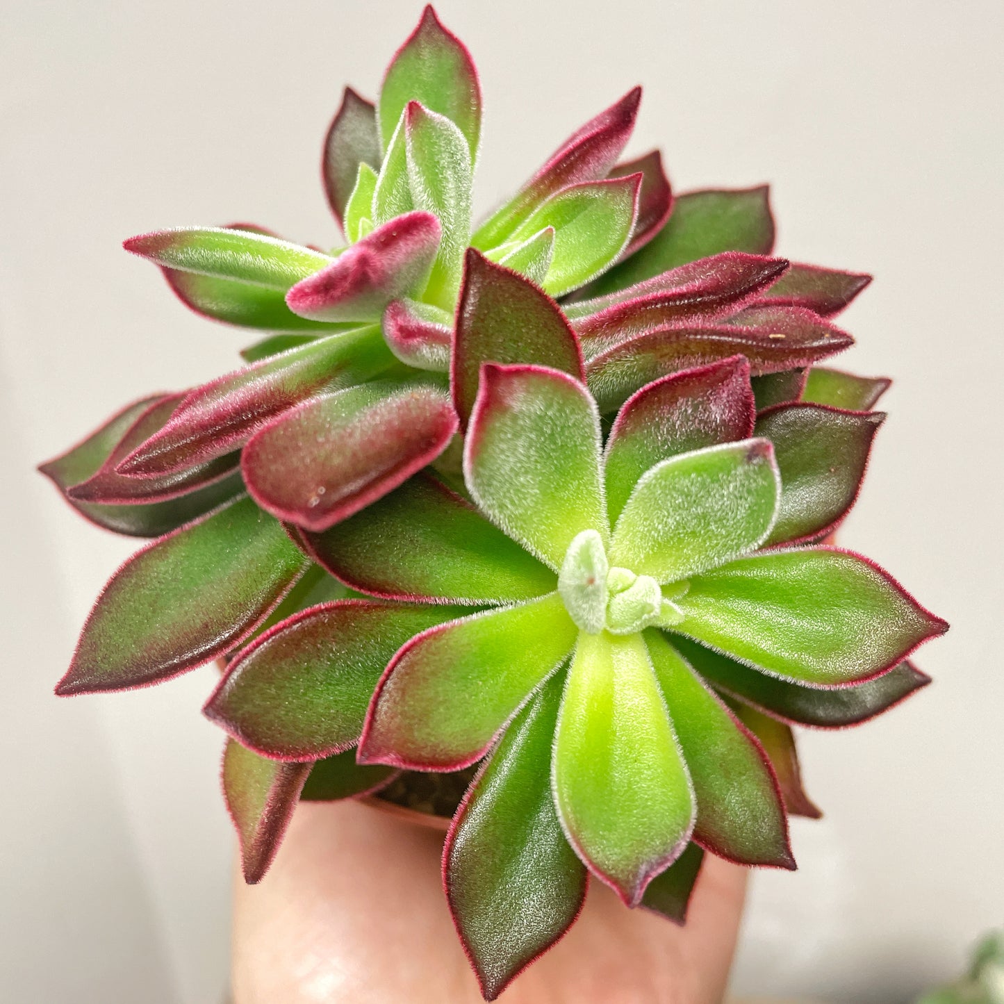 Close-up of a succulent plant with green and red leaves.