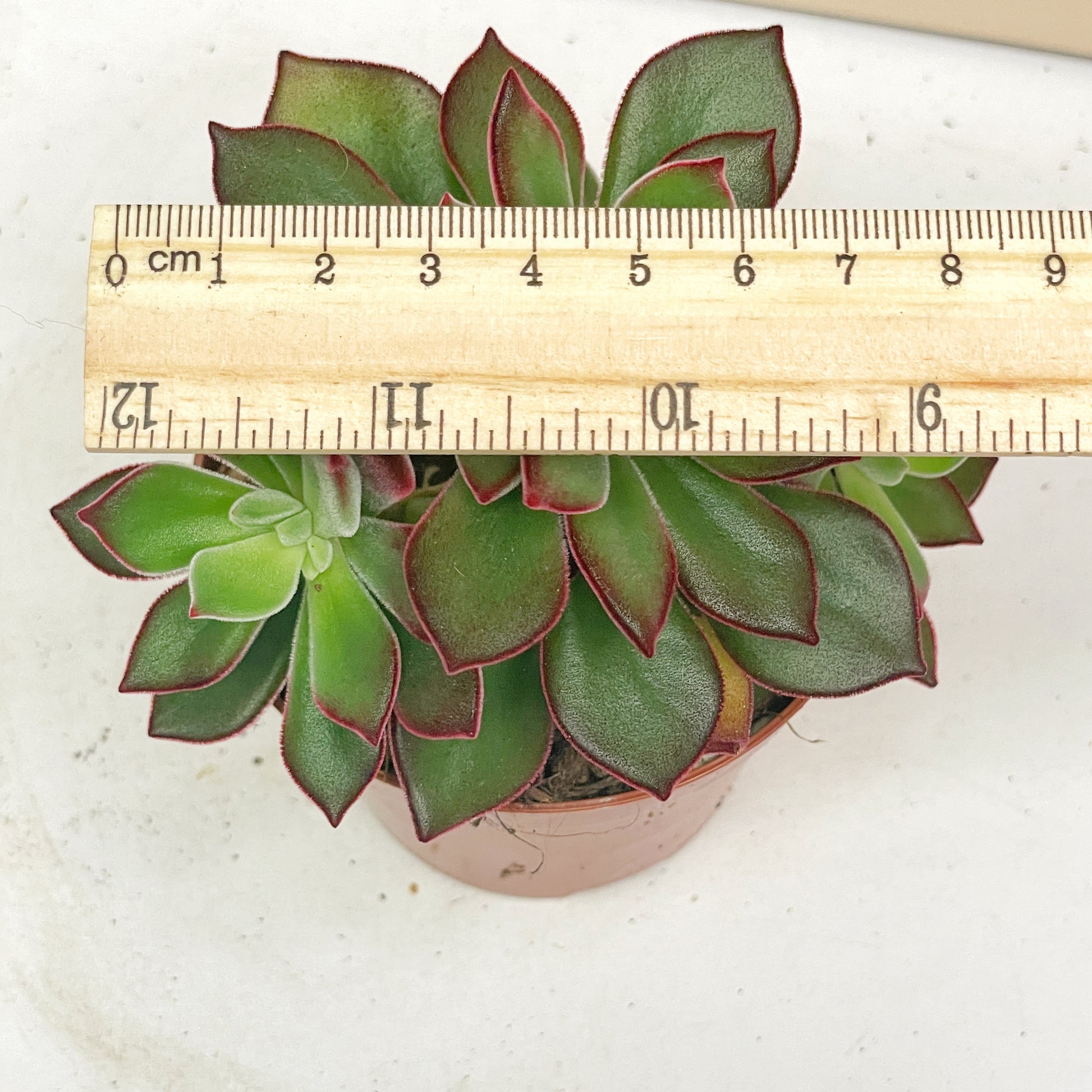 Close-up of a succulent plant with green and red leaves.