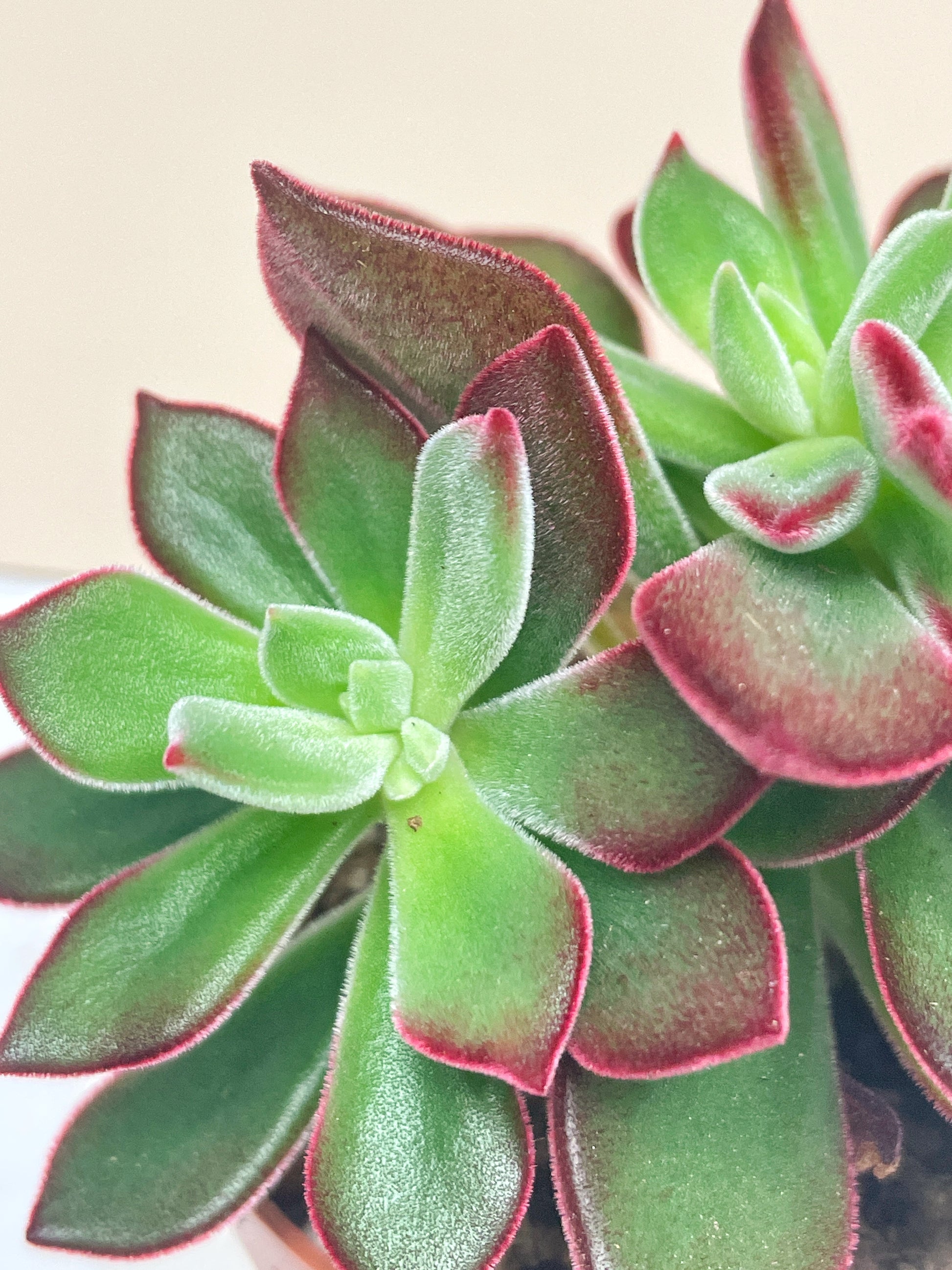 Close-up of a succulent plant with green and red leaves.
