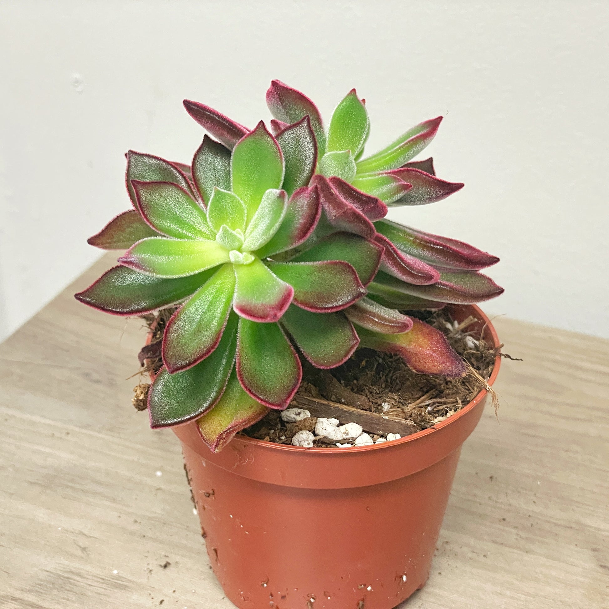 Close-up of a succulent plant with green and red leaves.