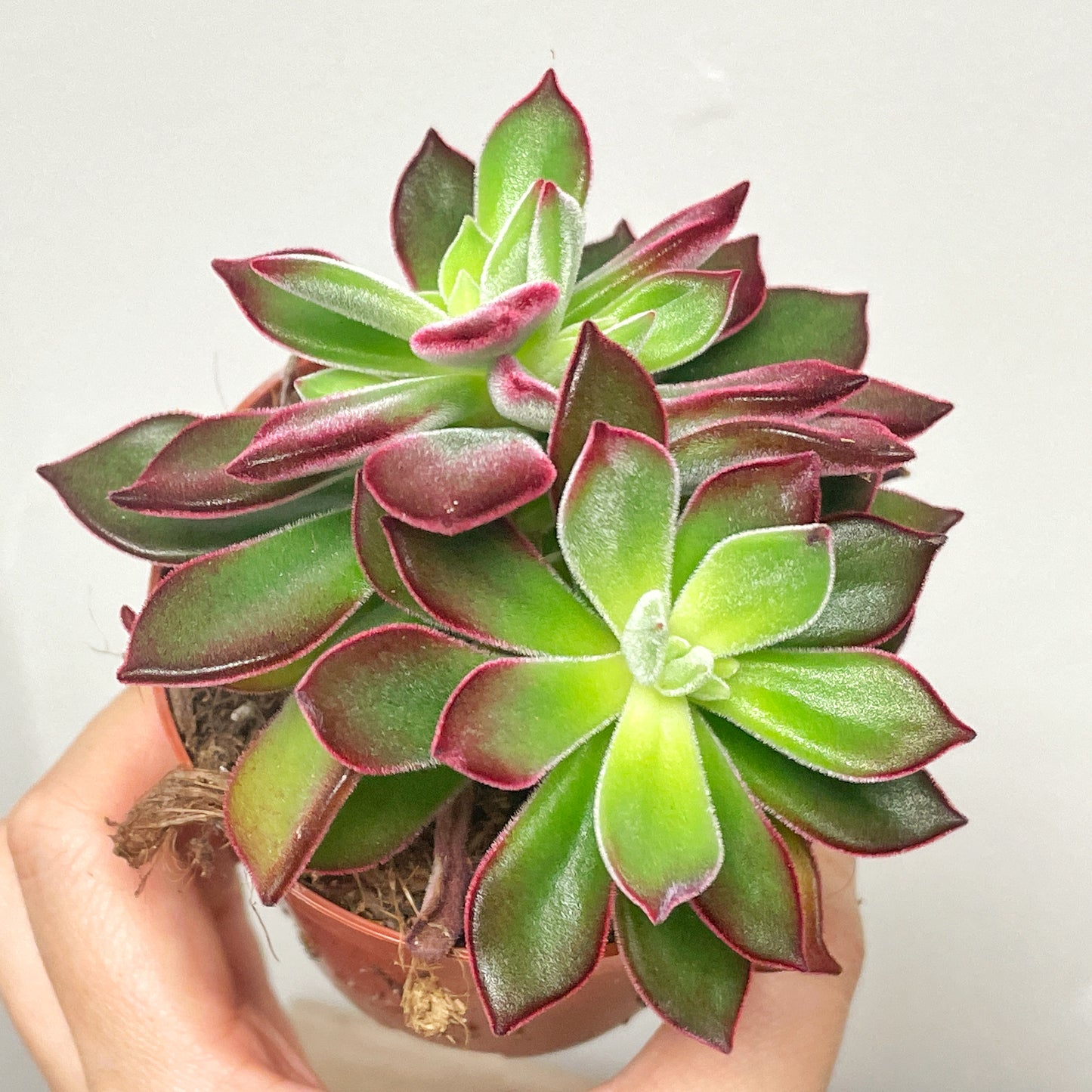 Close-up of a succulent plant with green and red leaves.