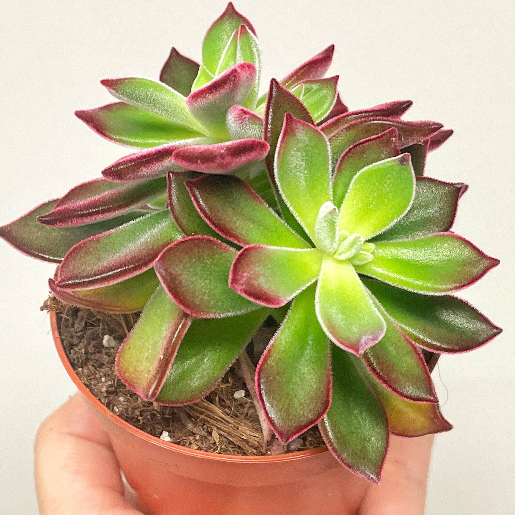 Close-up of a succulent plant with green and red leaves.