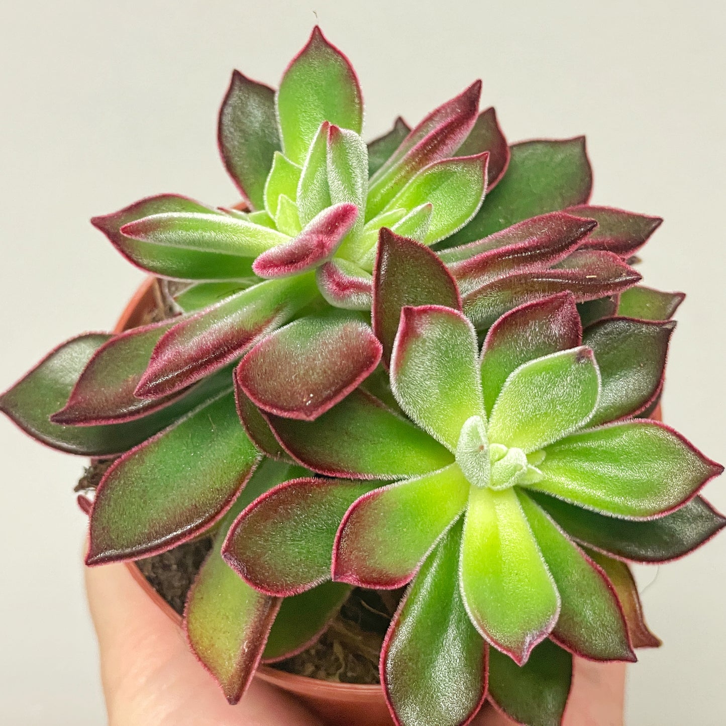 Close-up of a succulent plant with green and red leaves.