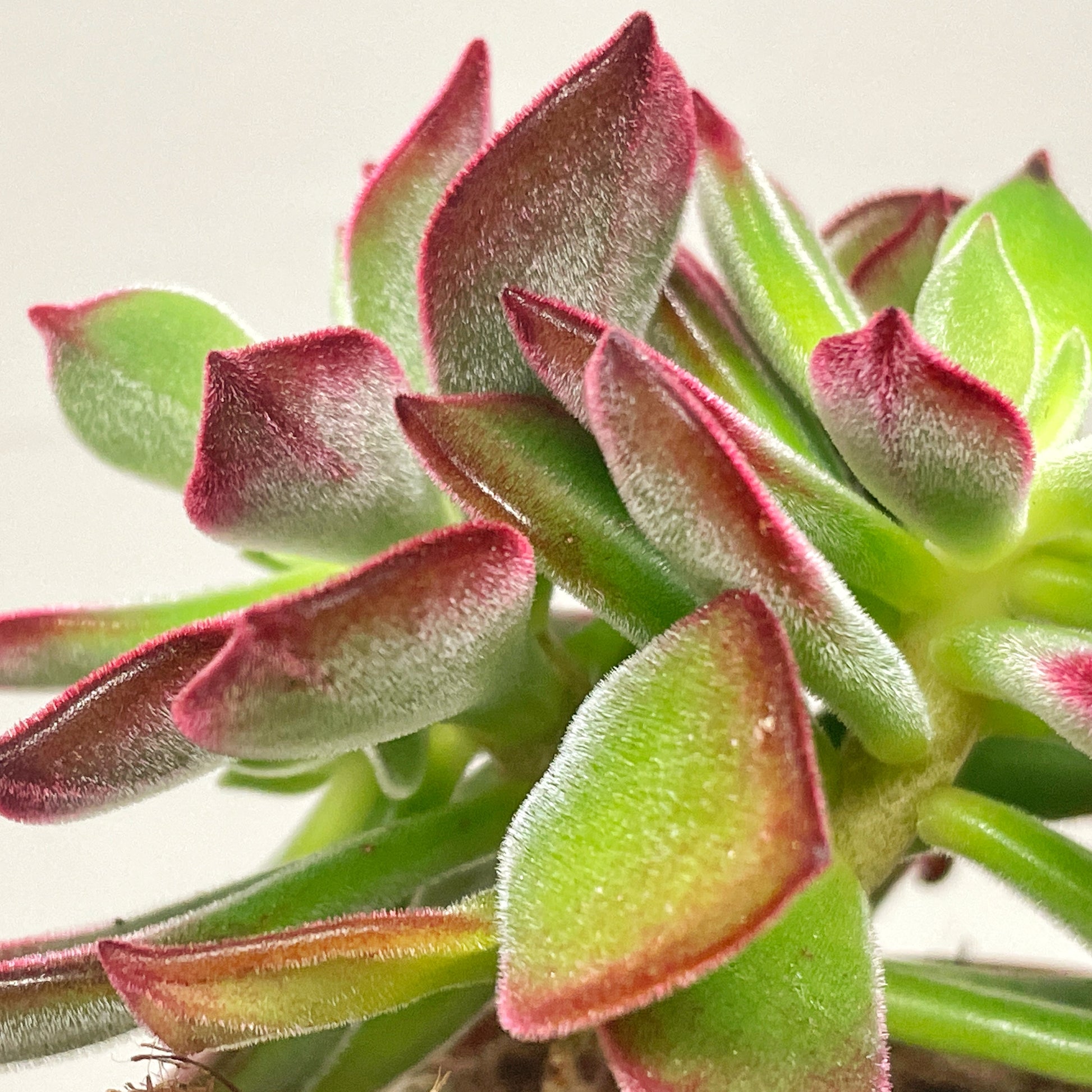 Close-up of a succulent plant with green and red leaves.