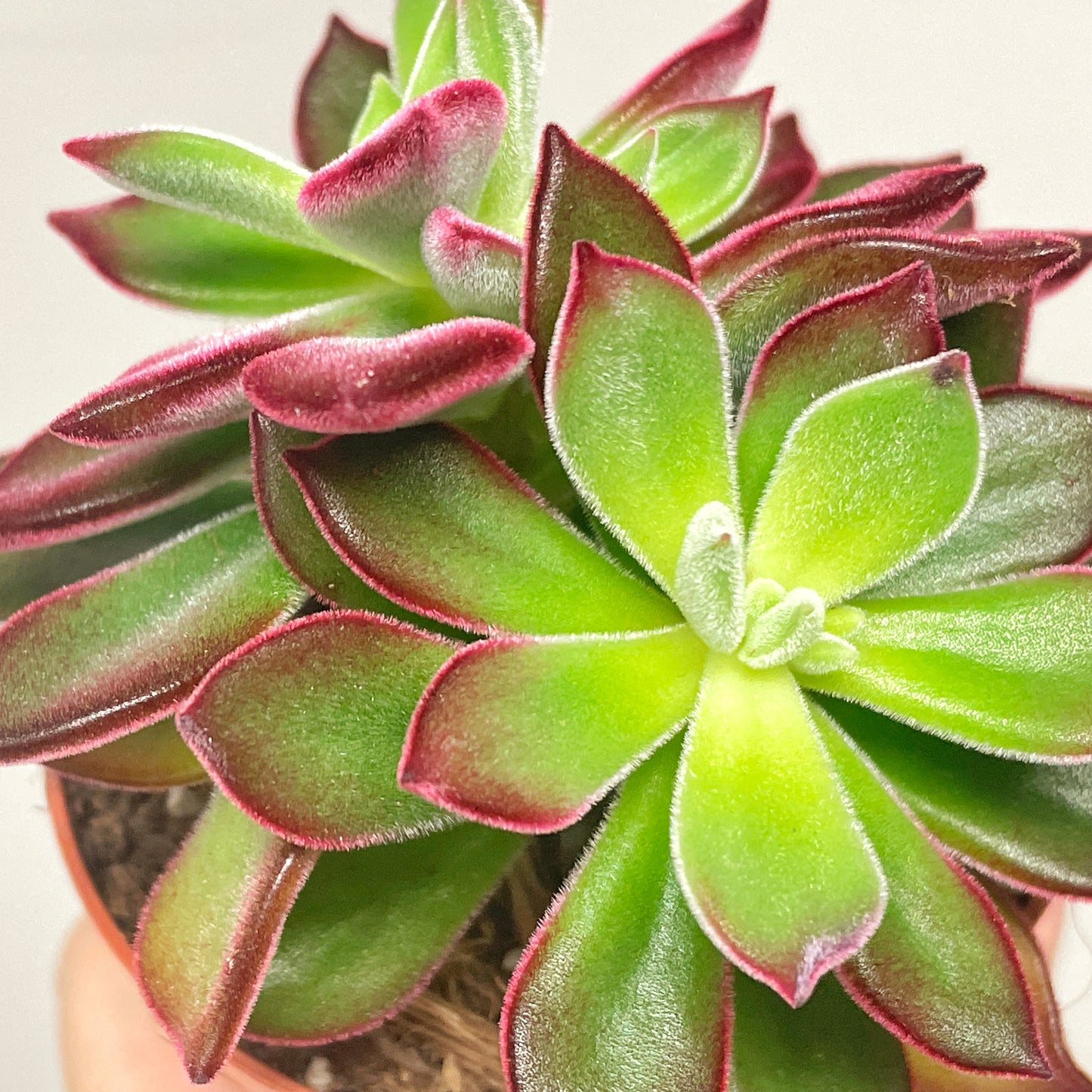 Close-up of a succulent plant with green and red leaves.