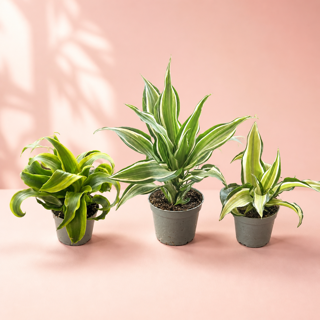 Dracaena Live Houseplant Set – 3 Baby Plants in 5.5cm Pots

