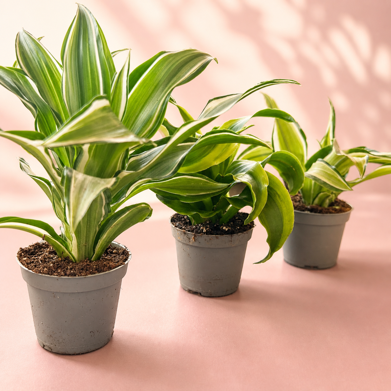 Dracaena Live Houseplant Set – 3 Baby Plants in 5.5cm Pots

